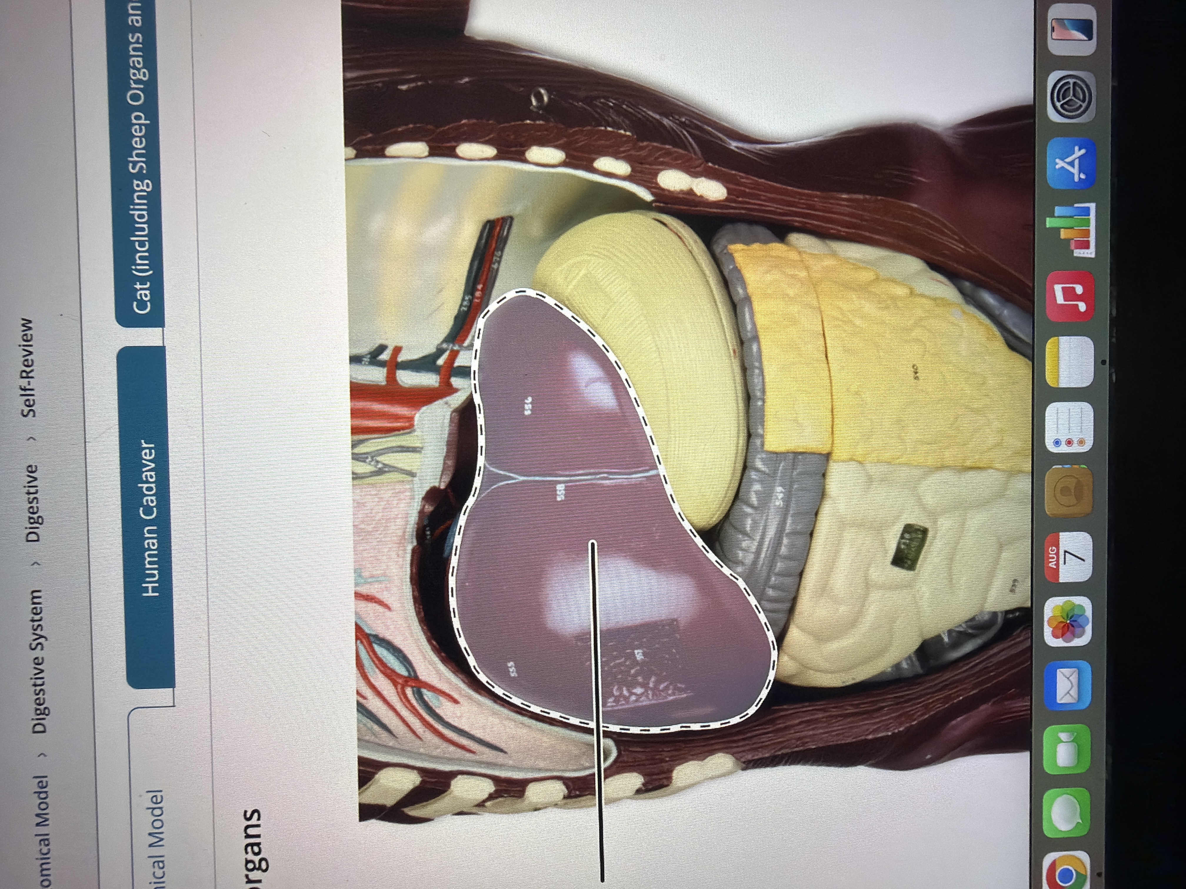 term image