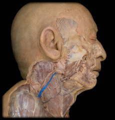 <p>Identify the structure</p>