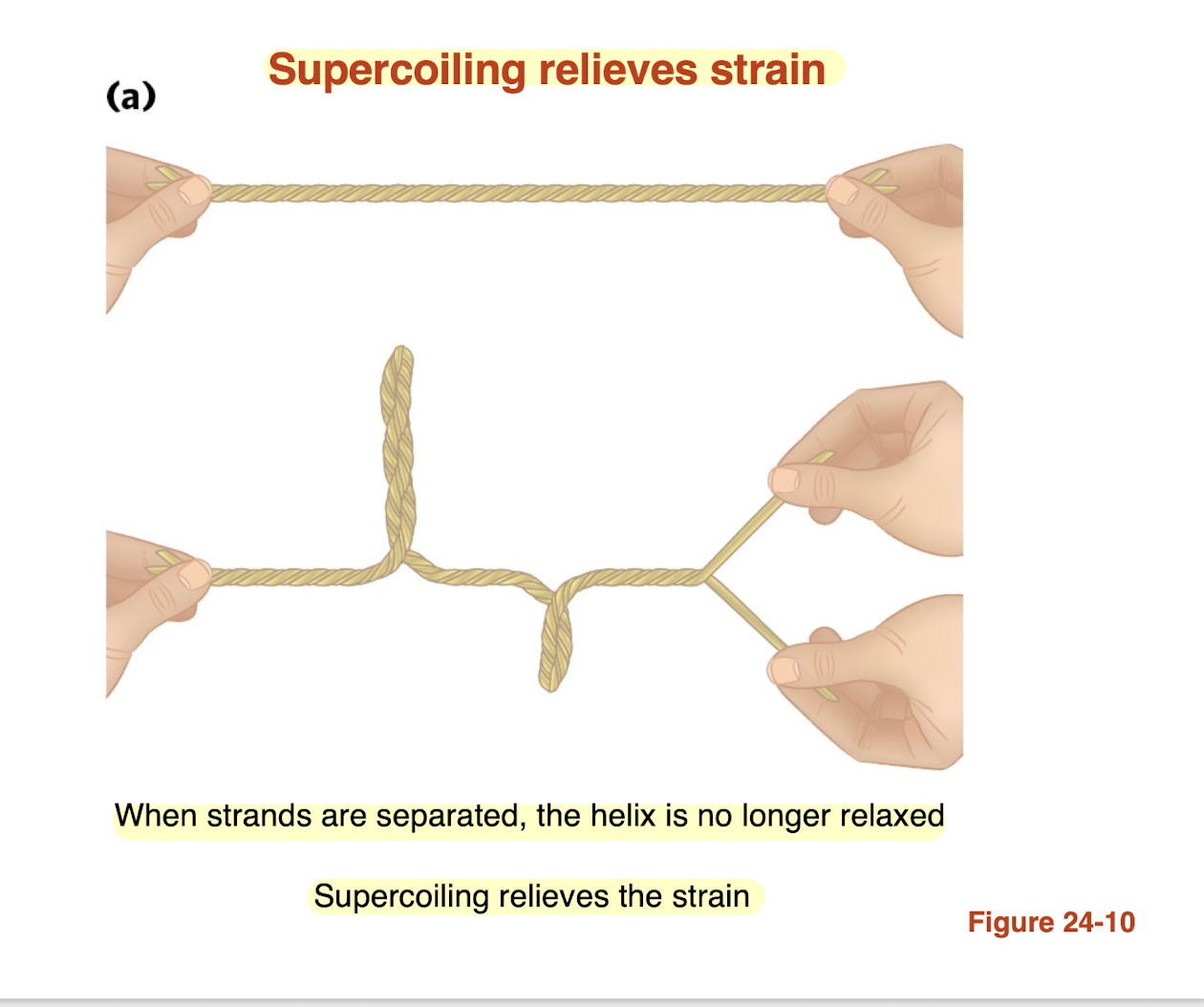 <p></p><ul><li><p>Separating DNA strands creates <strong>torsional strain</strong> (overwinding)</p></li><li><p>DNA cannot freely rotate → strain builds up</p></li><li><p>DNA relieves this by forming <strong>supercoils (writhe)</strong></p></li><li><p>Supercoiling converts <strong>twist → coiling in space</strong><br>→ Lowers overall energy and <strong>relieves strain</strong></p></li></ul><p></p><p>AKA DNA supercoils to release twisting stress </p><p></p>
