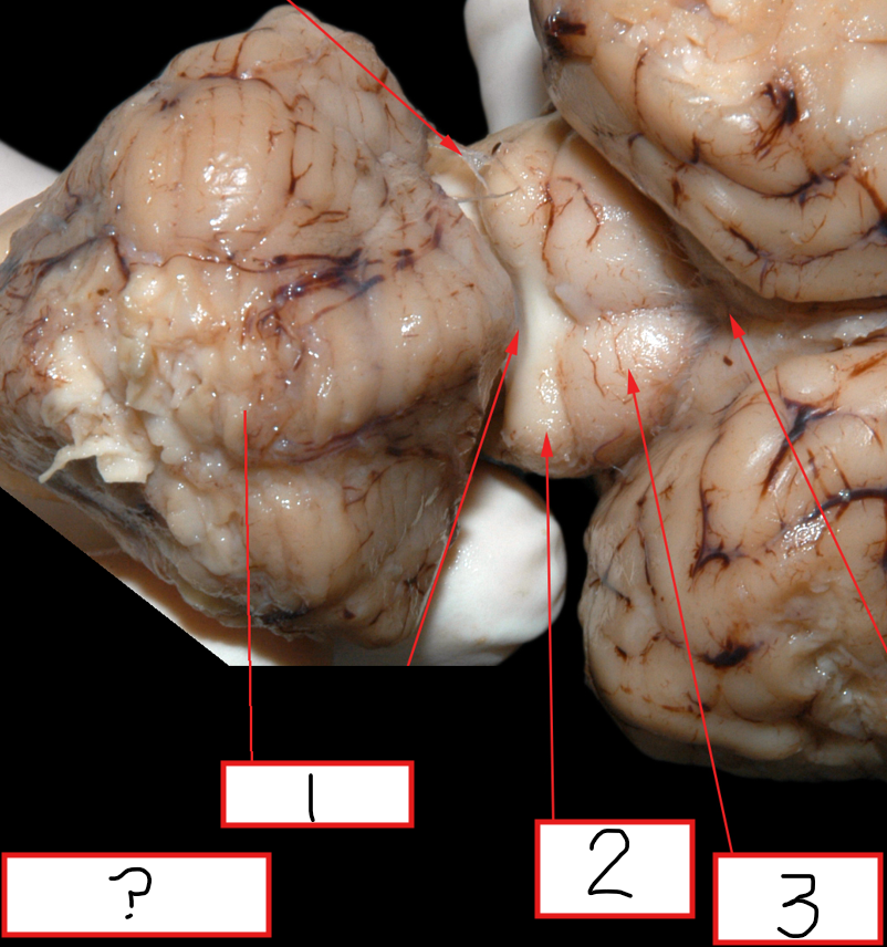 <p>2?</p>