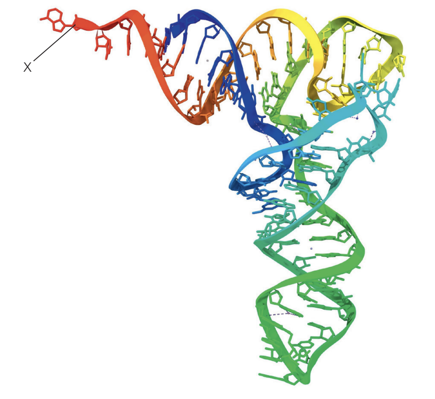 <p><strong>The diagram shows the three-dimensional structure of tRNA.</strong></p><p class="p1"><strong>What can attach to the region marked X?</strong></p><p class="p1">A. mRNA</p><p class="p1">B. An amino acid</p><p class="p1">C. An anticodon</p><p class="p1">D. The P site of the ribosome</p>