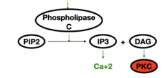 <p>- IP3: Releases Ca2+ </p><p>- DAG: Activates protein kinase C</p><p>Both lead to downstream secondary messenger effects</p>