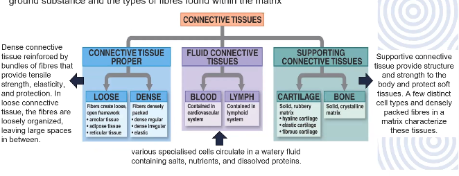 <ol><li><p>Connective tissue proper </p></li><li><p>Fluid connective tissue</p></li><li><p>Supporting connective tissue</p></li></ol><p></p>