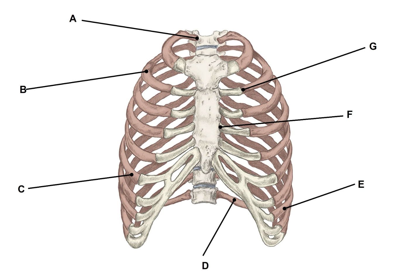 <p>Match the appropriate term with the landmark or structure </p>