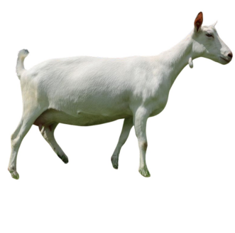 <ul><li><p>Milk type</p></li><li><p>3-4 Liters/day of milk</p></li><li><p>Switzerland</p></li><li><p>White coat, short hair, gentle, highest milk producing goat breed.</p></li></ul><p></p>