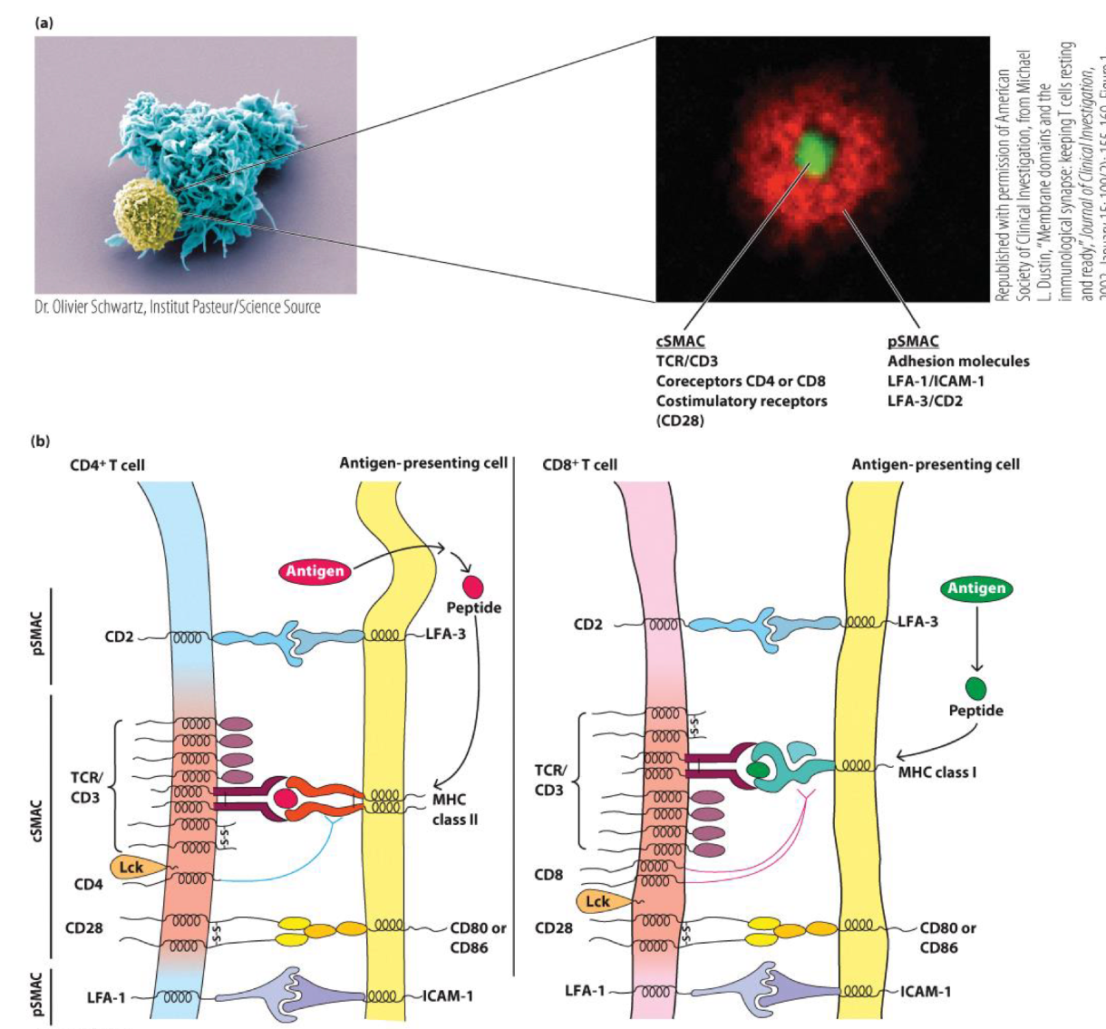 <p>__</p><ul><li><p>TCR/MHC-peptide and co-receptor complex.</p></li><li><p>Costimulatory molecules.</p></li><li><p>Adhesion molecules/bound ligands peripherally localize.</p></li></ul><p></p>