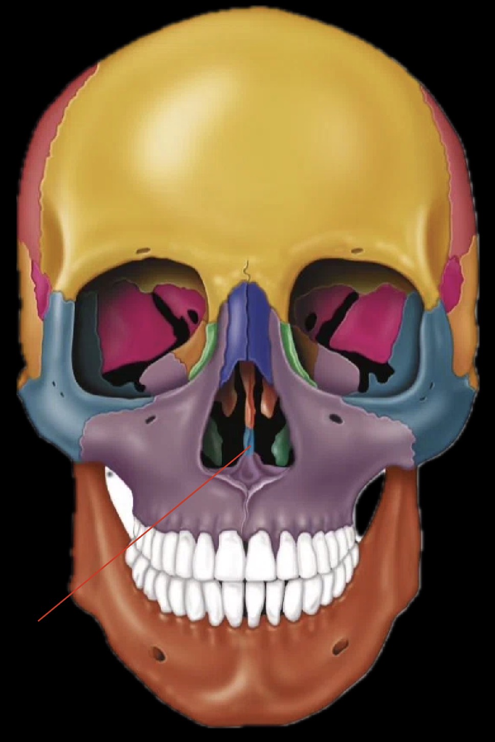 <p>What bone is this?</p>