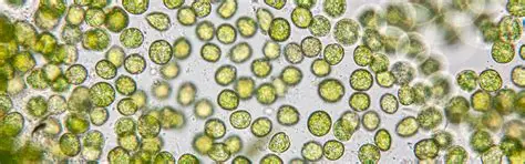 <p>What organism is this?</p>
