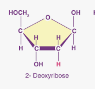 <p>Deoxyribose: pentose sugar that is a component of <strong>DNA.</strong> </p>