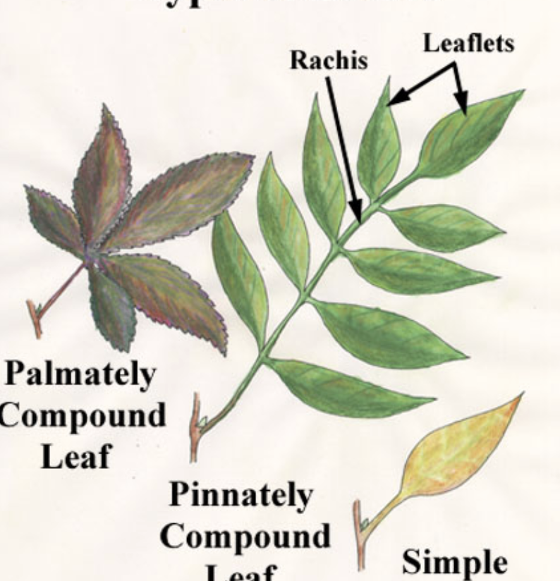 <p>Compound Leaf</p>