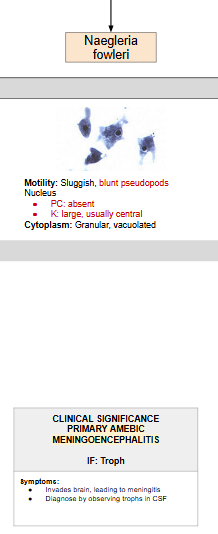 <p>Extraintestinal</p>
