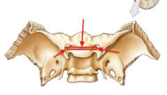 <p>transverse groove that crosses to the front of the saddle, above the seat</p>