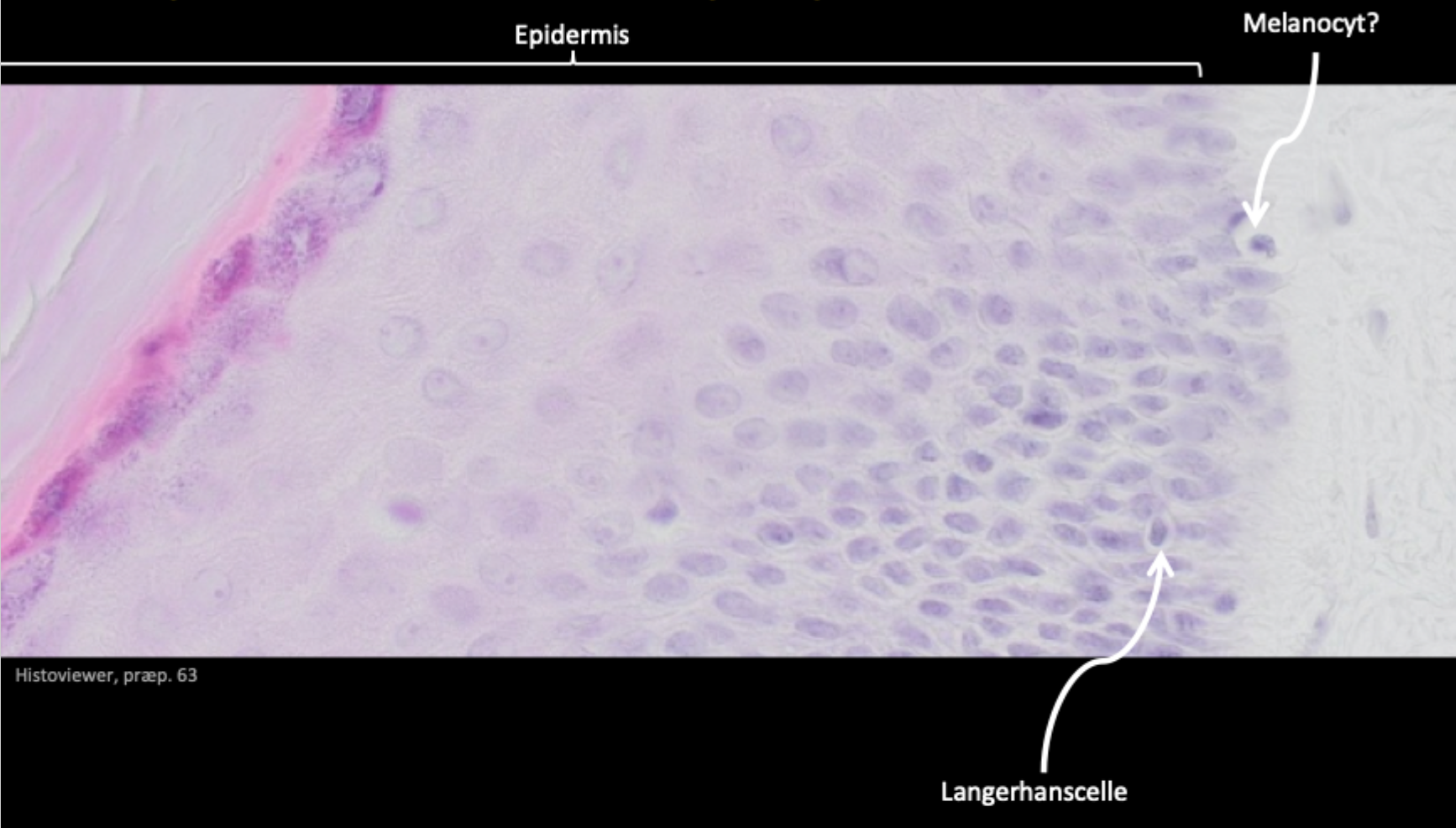 <p>Melanocyt = <strong>basale + melanin</strong><br>Langerhans = <strong>spinosum + immunforsvar</strong></p>