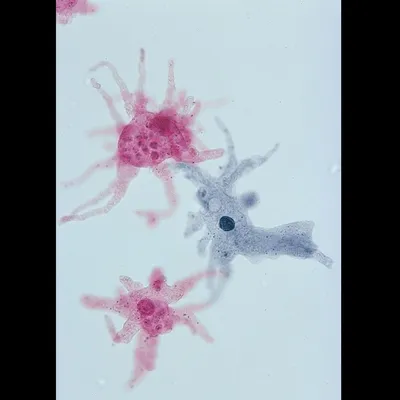 <p>You are told that the cells in an image are magnified 400 times as seen in a light microscope. You know that the ocular lens magnifies 10 times.</p><p>a) What was the objective lens used in this case?</p><p>b) Identify the organisms.</p><p>c) These organisms are aquatic. Describe how these organisms might maintain homeostasis with respect to water regulation in 2-3 sentences.</p><p>d) Identify four organelles (not including the nucleus) that should be present in this organism.</p>