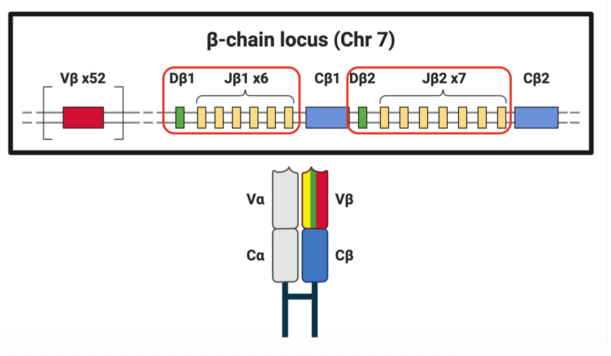 <p>induces recombination in the TCRbeta using clusters of D and J </p><ul><li><p>chromosome 7</p></li></ul><p></p>
