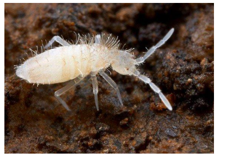 <p>name this animal</p>