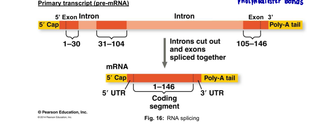 <ul><li><p>eukaryotic genes contain </p><ul><li><p><strong>exons</strong>, which are <strong>protein-coding sequences</strong> in the gene </p></li><li><p><strong>introns</strong>, which are long stretches of nucleotides inserted btw exons that<u> do not code for any portion of </u>the <u>polypeptide</u> i.e. <strong>non-coding sequences </strong></p></li></ul></li><li><p><u>both intron and exon</u> sequences are transcribed into<strong> pre-mRNA </strong></p></li><li><p><strong>RNA splicing </strong>occurs <u>after</u> the <u>release of pre-mRNA </u>from RNA polymerase </p></li><li><p>during this process, <strong>introns</strong> are <strong>removed</strong> while the remaining<strong> exons are spliced/joined together</strong> to form mature mRNA - require<strong> hydrolysis of ATP </strong>(breaking and joining phosphodiester bonds) </p></li><li><p>splicing is carried out by <strong>spliceosome</strong> which is a large complex comprising of several subunits known as <strong>small nuclear ribonucleoproteins (snRNPs) </strong></p></li><li><p>each snRNP contains <strong>small nuclear RNAs (snRNAs) </strong>and a set of <strong>proteins</strong> </p></li></ul><p></p><p></p>