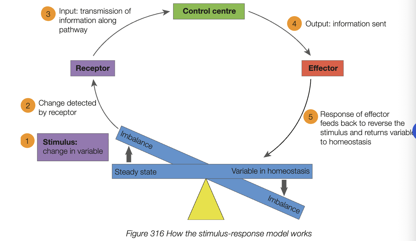 <ul><li><p>stimulus - variable factor in internal or external environment can be detected by organism</p></li><li><p>receptor - cells of tissues detecting stimulus and send messages along nerve cells</p></li><li><p>transmission - relay of information via nerves and/or hormones to an effector</p></li><li><p>effector - usually a gland or muscle bringing about response after receiving information</p></li><li><p>response - action occuring due to initial stimulus</p></li><li><p>feedback - impact of response on initial stimulus (positive or negative)</p></li></ul><p></p>