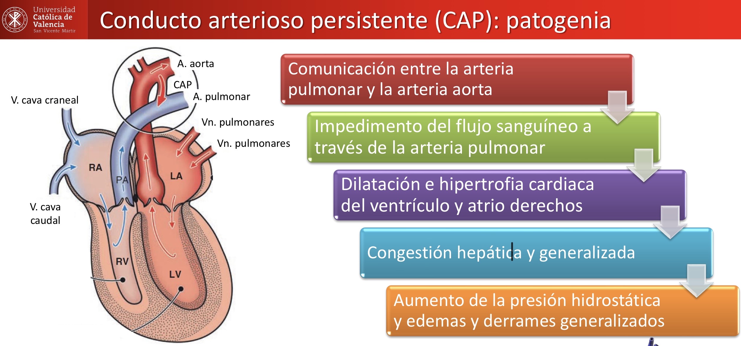 <p>CARDIOVASCULAR: Conducto arterioso persistente </p><p>Bichon Frise </p>