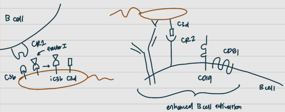<p><strong>pt 2: B cell Ag [1] and signaling (BCR)</strong></p><p>[2] (C’)<span style="background-color: transparent;"> assists B cell activation</span></p><p><span style="background-color: transparent;">left side:</span></p><ul><li><p><span style="background-color: transparent;">pathogen has [3] that interacts with B cell’s [4]</span></p></li><li><p><span style="background-color: transparent;">then, factor [5] cleaves [3] to make iC3b, which is further cleaved to make [6] on the pathogen</span></p></li></ul><p><span style="background-color: transparent;">right side:</span></p><ul><li><p><span style="background-color: transparent;">then, we have BCR complex ([7] + [8] and [9]), whose [7] binds to pathogen&nbsp;</span></p></li><li><p><span style="background-color: transparent;">[10] (aka [14]) on the B cell [15] also interacts with [6] on pathogen</span></p></li><li><p><span style="background-color: transparent;">the B cell [15] also includes [11] and [12]&nbsp;</span></p></li></ul><p><span style="background-color: transparent;">all of these (C’ + B cell signaling units) work together for [13] B cell activation upon binding Ag</span></p>