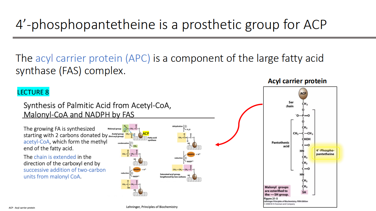<p>large fatty acid synthase (FAS) complex</p>