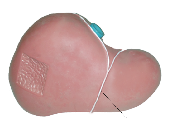 <p><span>Name the structure</span></p>