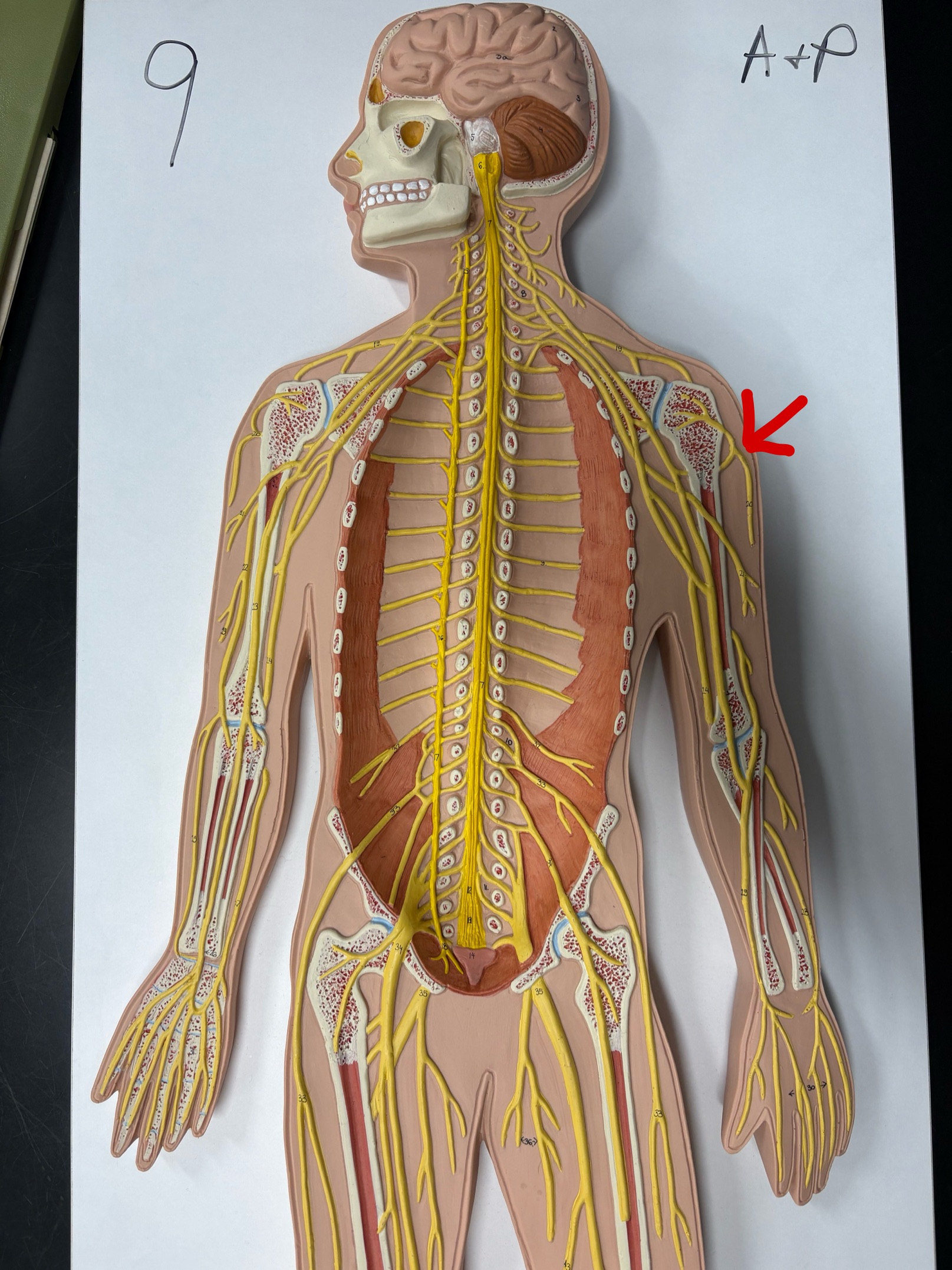 <p>Name the nerve</p>