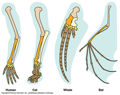 <p>Different function/purpose but structurally the same.</p><p>Ex: human arm and a horse leg. Structurally the same but used differently.</p>