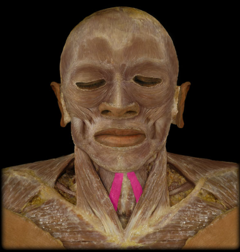 <p>origin: manubrium of sternum and medial end of clavicle.</p><p>insertion: hyoid bone.</p><p>action: depresses hyoid.</p>