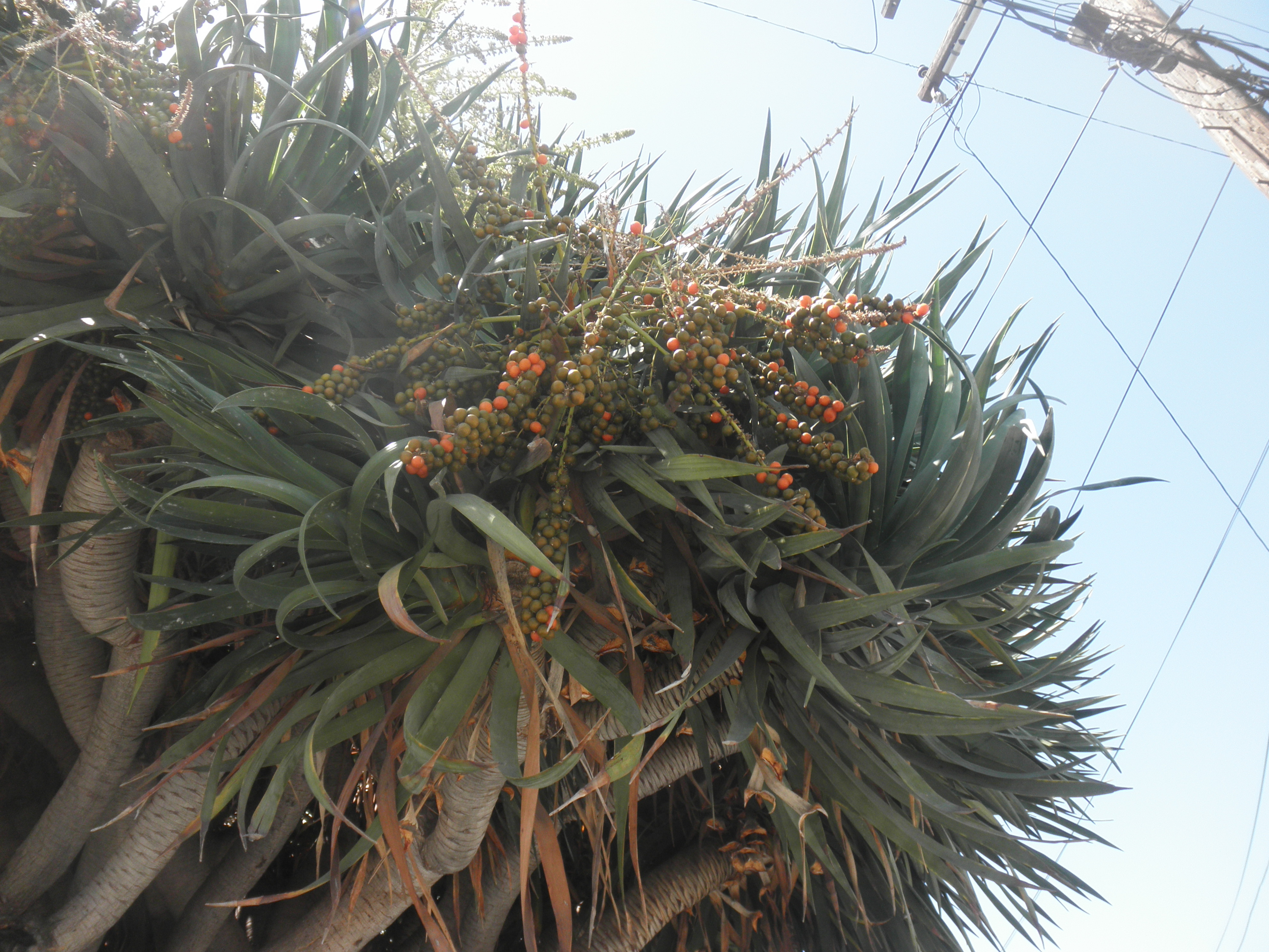 <p>Dracaena draco - Dragon Blood Tree</p>