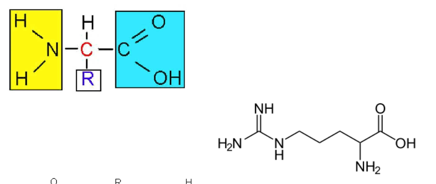 <p>While the overall structure is similar to a fat and lipid when it comes to the zig-zag feature, there is always a double bond to oxygen, and a single bond to OH at the end of the structure.</p>
