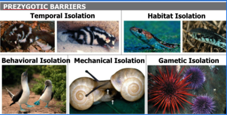 <p>an evolutionary mechanism of reproductive isolation that prevents members of different species from mating, or prevents fertilization from occurring if mating does happen</p><p>“before the zygote forms”</p>