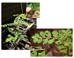 <p>Phyllanthus urinaria</p>