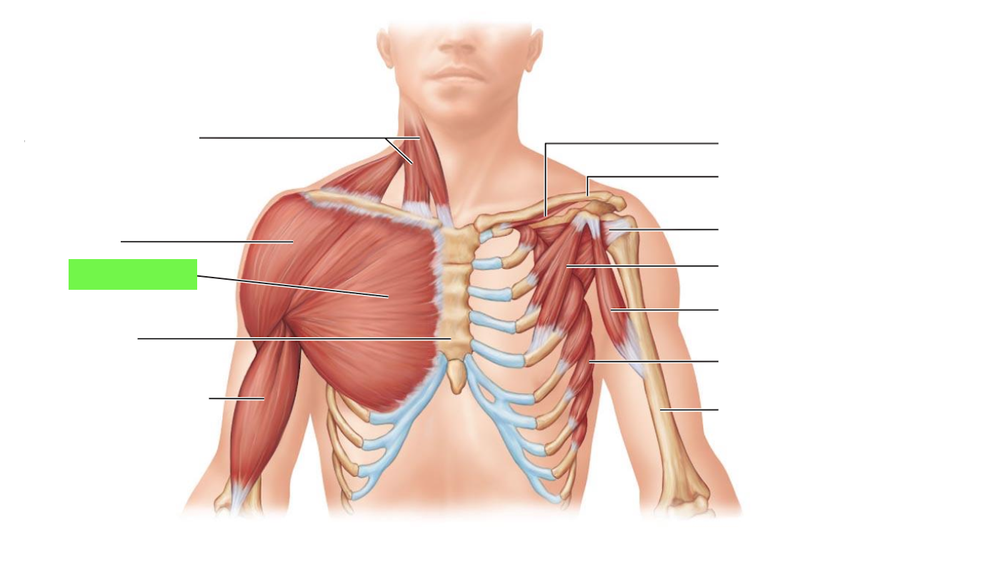 <ul><li><p>adduction and flexion of humerus</p></li></ul><p></p>