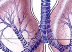 <p>The only opening into the lungs; where the trachea, blood vessels, lymphatics and nerves enter/leave. </p>