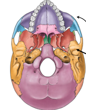 <p>Mandibular Fossa</p>