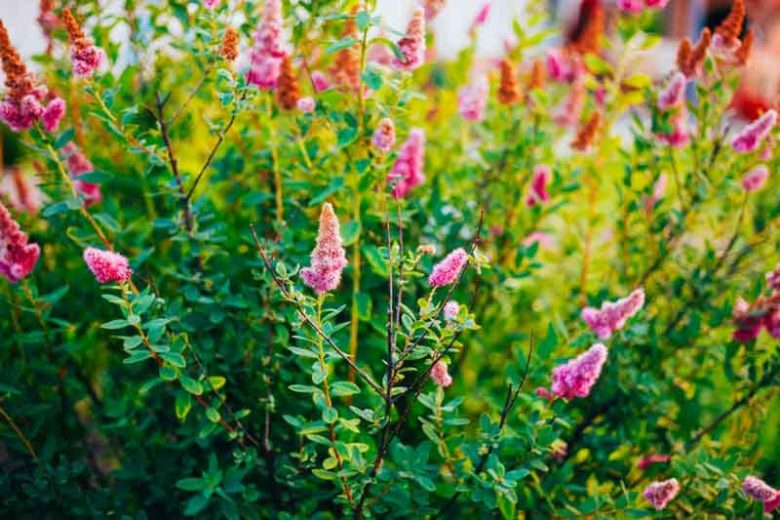 <p><span><em>Spirea douglasii</em></span></p>