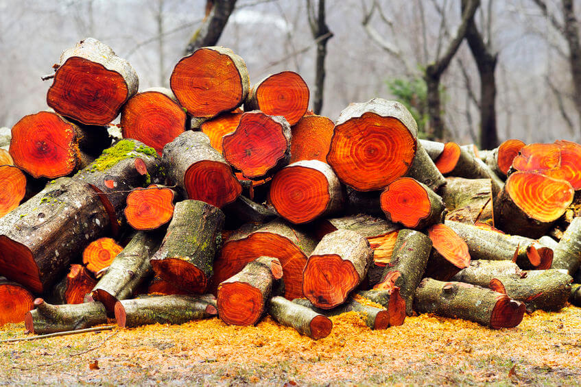 <p>Red Alder</p>