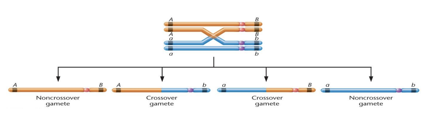<ul><li><p>Single exchange</p></li><li><p>Two noncrossover (parental)</p></li><li><p>Two crossover (recombinant)</p></li></ul><p></p>