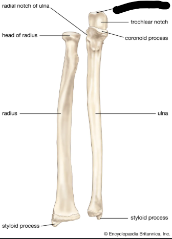 <p>What bone landmark is this within the <strong>Ulna</strong></p><ul><li><p>Medial Forarm Bone; Antebrachial, Ulnar Region)</p></li></ul><p></p>