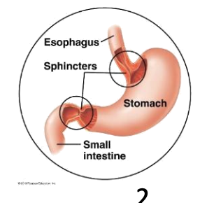 <p>Which structure is shown between the stomach and small intestine?</p>
