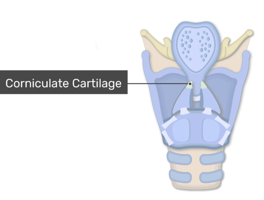 <p>Small cartilages atop arytenoids; help support and stabilize vocal folds.</p>