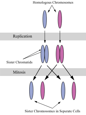 <p>Sister Chromatids</p>