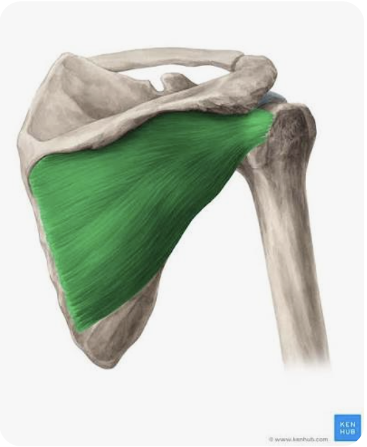 <p>O: Infraspinous fossa of scapula</p><p>I: Greater tuberosity of humerus (posteroinferior to supraspinatus)</p><p>A: External rotation of arm; stabilization of GHJ</p><p>N: Suprascapular nerve</p>
