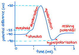 <p>the change in electrical potential associated with the passage of an impulse along the membrane of a neurone</p>