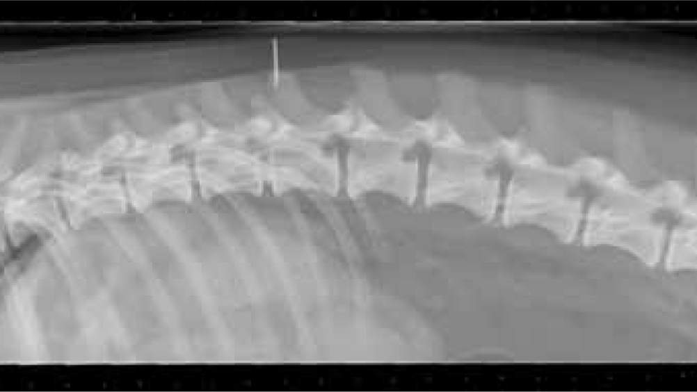 <p>Thoracolumbar joint </p>