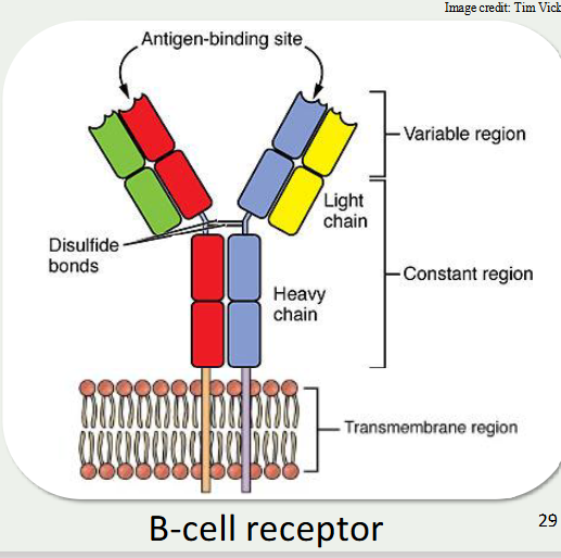 <ul><li><p>mature to have a unique membrane receptor that recognises a specific antigen</p></li><li><p>after interacting with the antigen the b cell proliferates</p></li><li><p>these cells differentiate into specific antibody secreting B cells</p></li><li><p>antibodies are immunoglobins that bind to specific antigens</p></li><li><p>antibody tagged antigens are recognised for disposal by effectors such as complement or macrophages</p></li><li><p>B memory cells are also made </p></li></ul><p></p><p></p>
