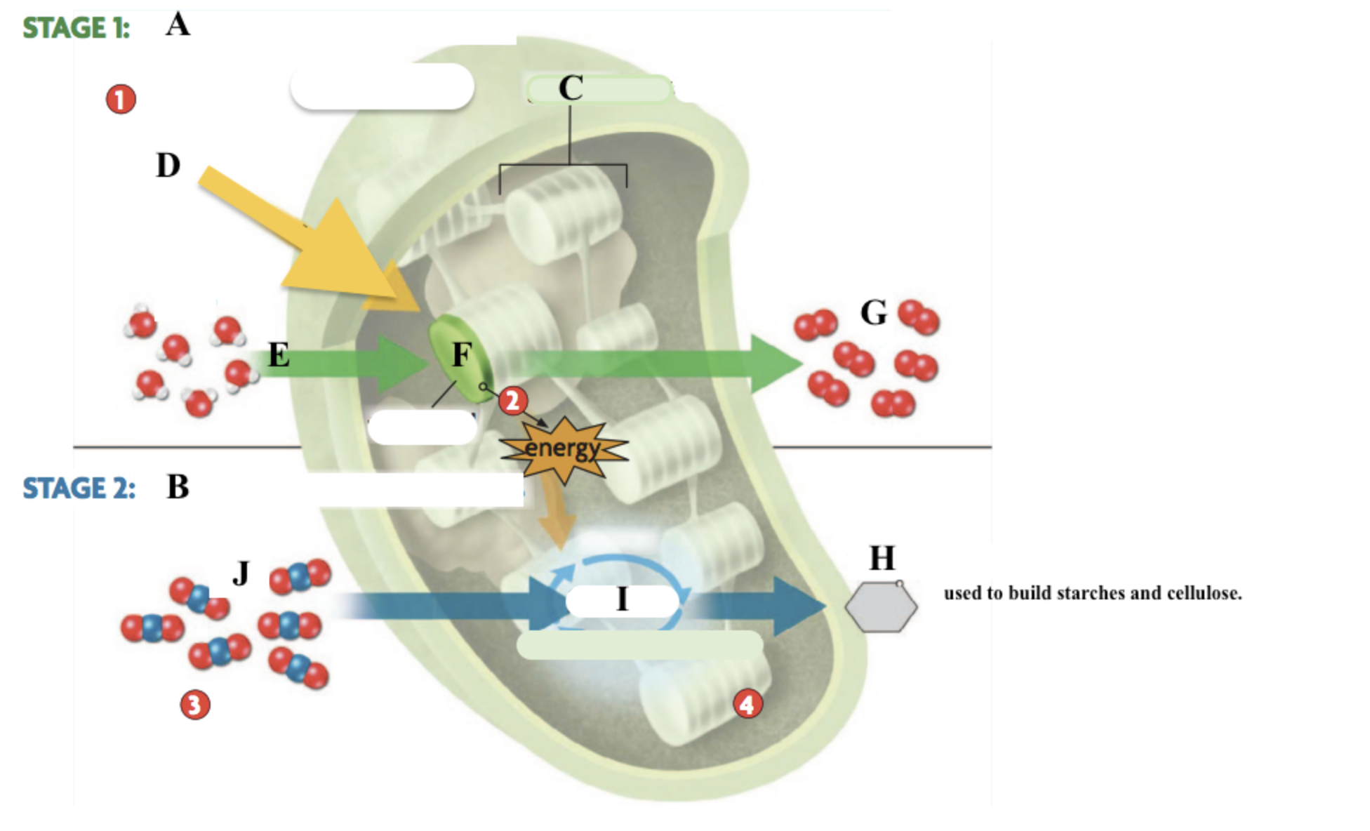<p>Photosynthesis Diagram</p>
