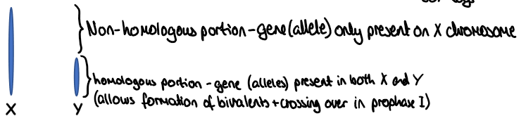 <ul><li><p>homologous portion- gene/allele present on both X and Y, allows formation of bivalents+crossing over in prophase I</p></li><li><p>non-homologous portion- gene/allele only present on X chromosome</p></li></ul><p></p>