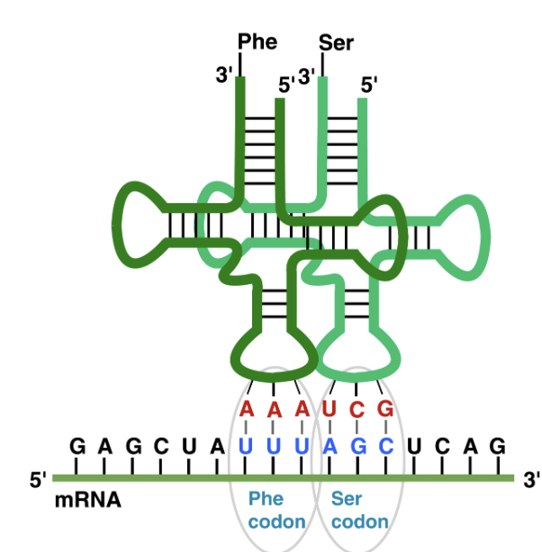 <p>Clover-like shape - loop has 3 nucleotides that stick out, called the <strong>anticodon</strong> → anticodon binds to a codon in mRNA according to base-pairing rules</p><p>The other end of tRNA molecule = the amino acid that’s encoded by that codon → at least 1 tRNA per amino acid</p>